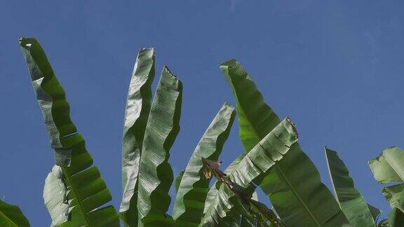 绿色的芭蕉叶在风中与蓝天的背景