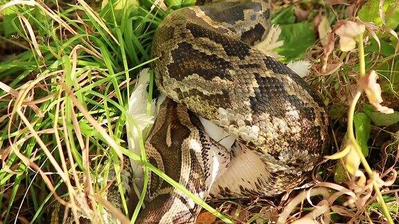 一个大斑点蟒蛇在草丛中的特写镜头吞食它的猎物