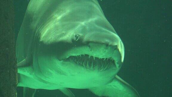 长着锋利牙齿在水中游泳的大鲨鱼