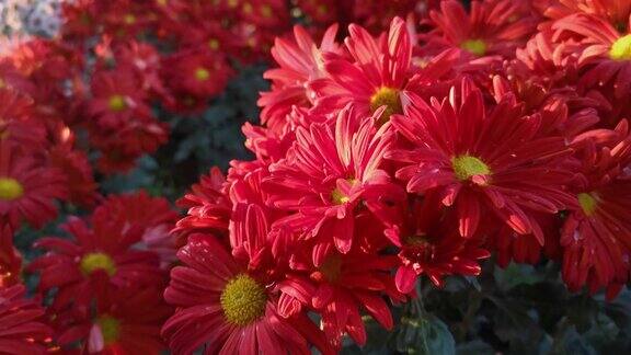 秋天的花园里红菊花近距离开放