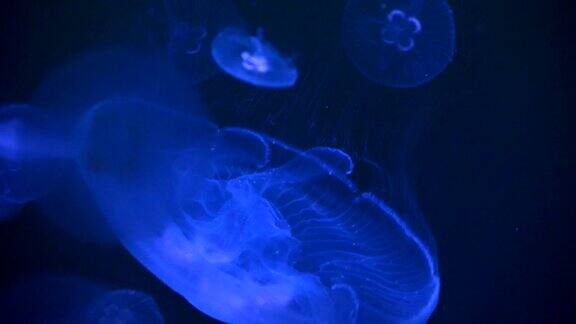 水族馆里一群水母