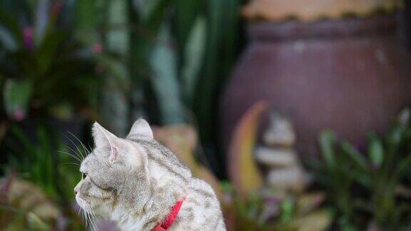 闭上美丽的黄色眼睛的虎斑猫放松在花园户外