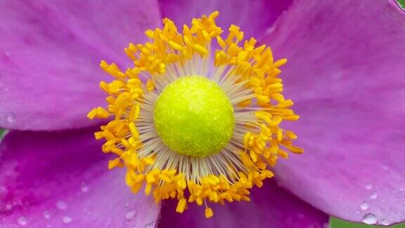 银莲花有粉红色的花