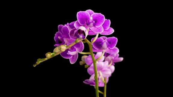 盛开的紫兰蝴蝶兰
