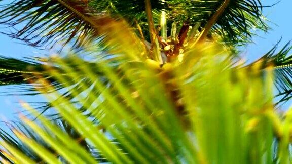 椰子树和棕榈叶