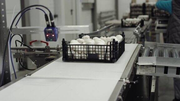 蘑菇的生产塑料包装工厂