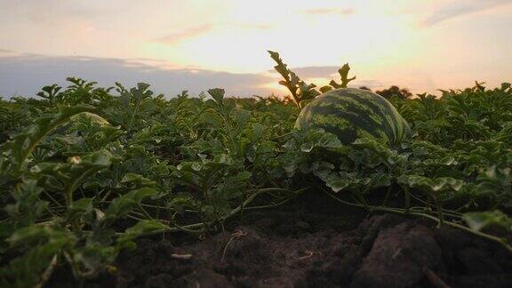 日落时分田里的地上长着条状的成熟西瓜