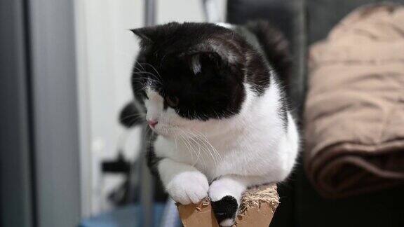 近距离观看可爱的苏格兰折猫顽皮可爱美丽的猫