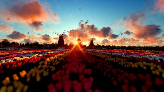 传统的荷兰风车和生机勃勃的郁金香在前景一段时间的日出