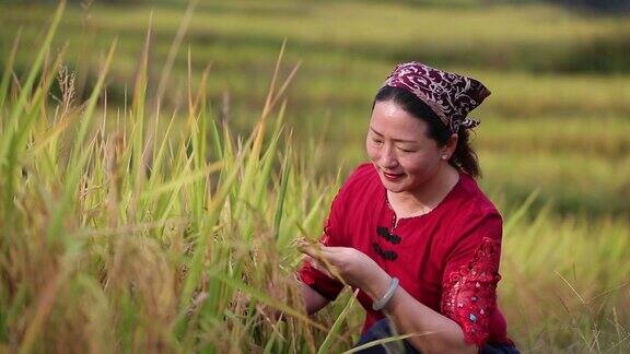 在稻田里拿着有机稻穗的妇女