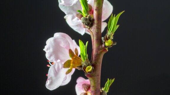 在一个水平格式的延时4k视频中桃花盛开在黑色背景下向上移动和旋转桃李在春天开花的视频