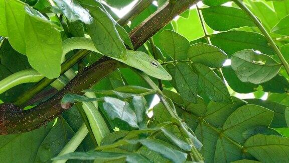 亚洲藤蔓蛇(Ahaetullaprasina)悬挂在丛林的一棵树上的4K镜头