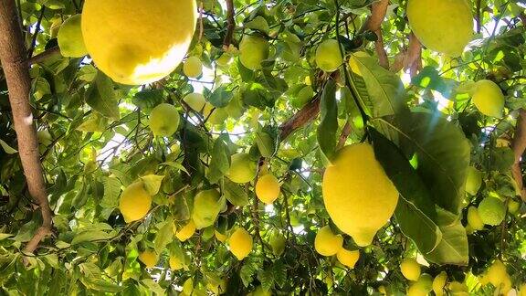 成熟的柠檬挂在柠檬树上花园里的树上长着黄色的柠檬阳光照过树枝