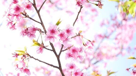 盛开的樱花树和太阳耀斑