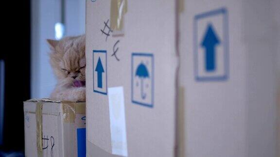 一只波斯猫在盒子上擦她的手掌