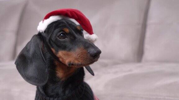 调皮的小腊肉狗戴着红色圣诞老人的帽子坐在灰色沙发旁吠叫在明亮的客厅近距离观看