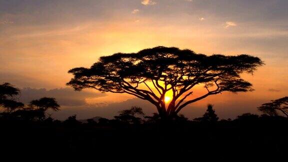 壮观的塞伦盖蒂国家公园林地梦幻般的金色夕阳