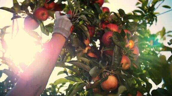 苹果收获有机水果苹果种植特写镜头摘苹果丰收园艺有机食品太阳耀斑下的苹果生态花园