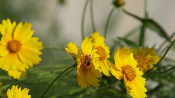 蜜蜂在山楂黄色的花上