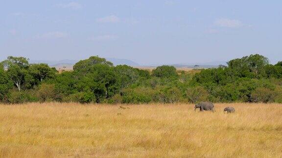 非洲象妈妈带着孩子在大草原上行走