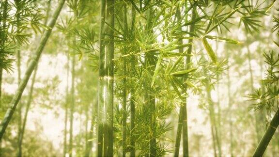 阳光下的亚洲竹林