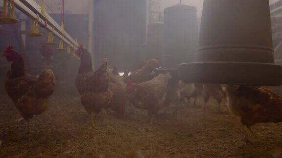 鸡在养鸡场里游荡