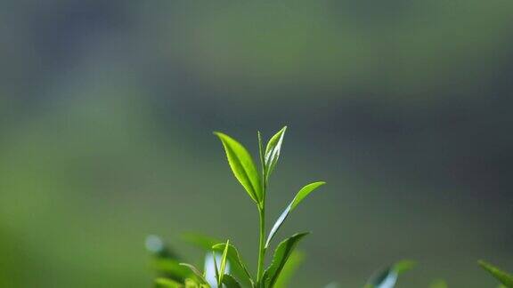 茶园自然背景下的新鲜完美茶芽和茶叶特写