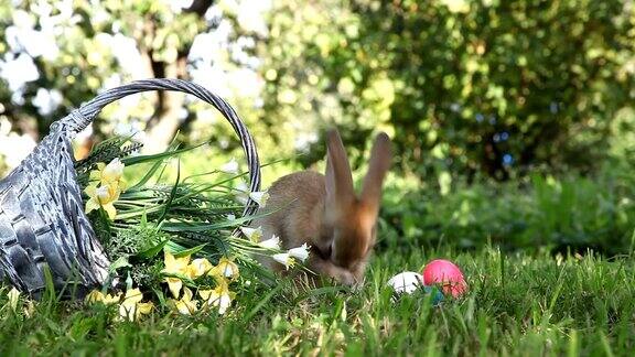 小兔子在花园里