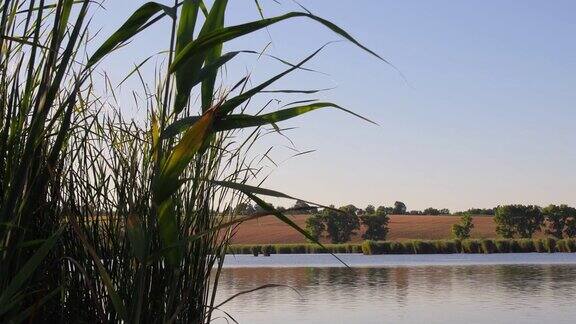 茂盛的芦苇茎在湖边生长在风中飘动秋季湖景观