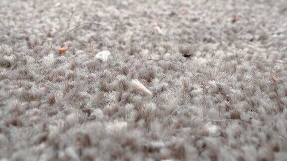 地毯上的灰尘的特写