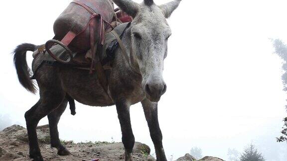 在通往尼泊尔珠穆朗玛峰大本营的小道上的马帮