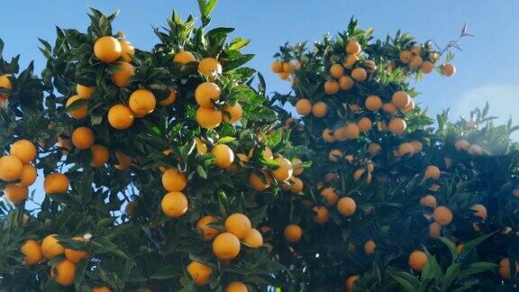 阳光明媚橘子树的树枝上挂着熟透的橘子