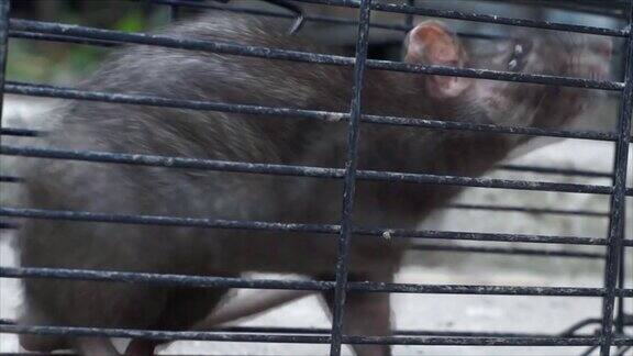 被困在铁笼中的老鼠