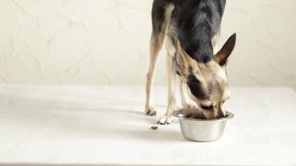 小狗喂食饥饿的小狗从碗里吃食物