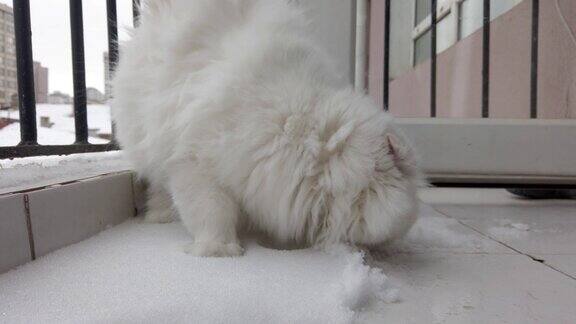 苏格兰折毛猫在阳台上玩雪