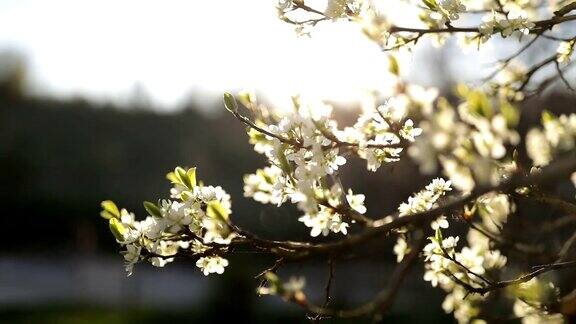 梅花在阳光明媚的春天开花