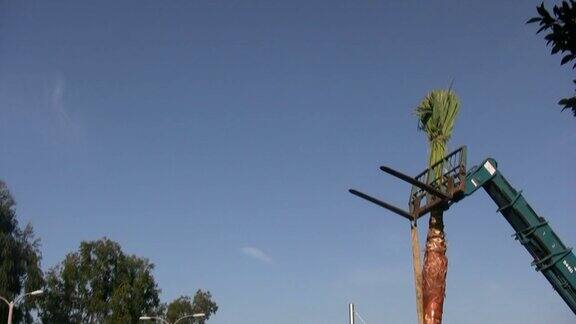 (HD1080i)起重机升降移动棕榈树