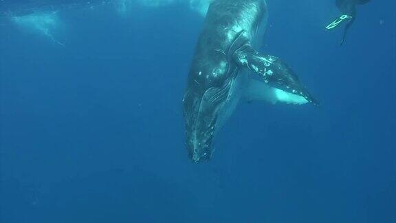 鲸鱼幼崽在太平洋水下与潜水员玩耍