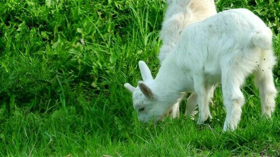 小山羊站在草地上吃草