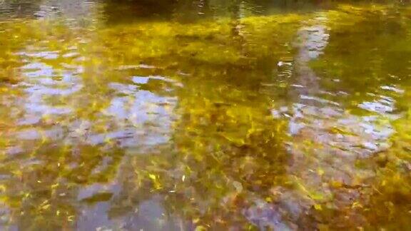 池塘的水面上泛起淡淡的涟漪倒影着秋日的树木