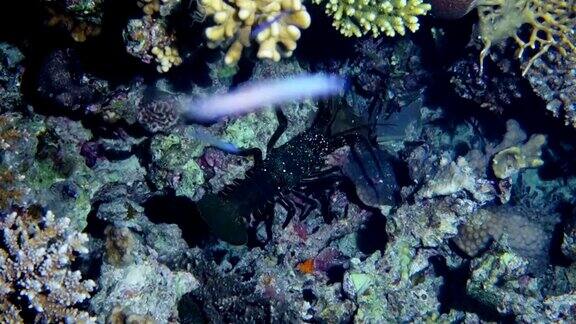 带刺的龙虾在珊瑚礁上行走