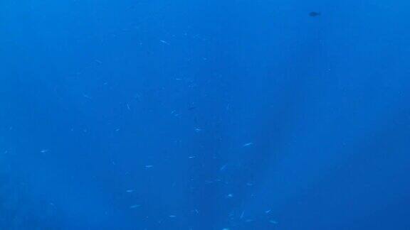 海面下的一群刺鱼