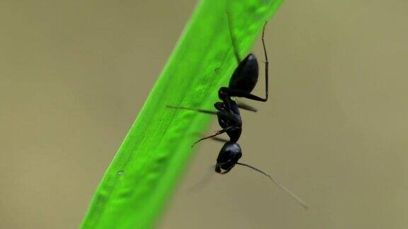 黑色花园蚂蚁