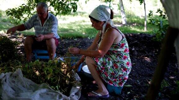 村里人老人和妇女坐在树下采集芦笋