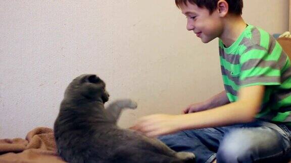 一个男孩在和一只灰色的英国猫玩耍