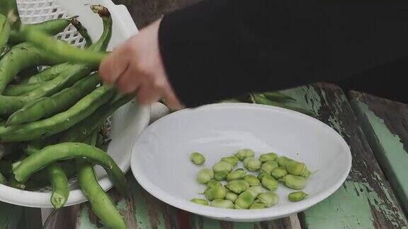 时间推移的观点手剥新鲜蚕豆从豆荚并把他们放在厨房的盘子