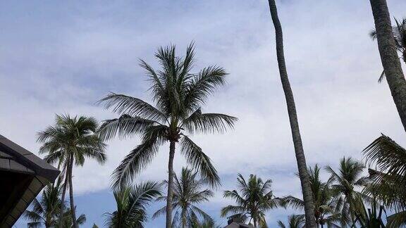 棕榈树的全景大海和游泳池的热带度假胜地印尼巴厘岛