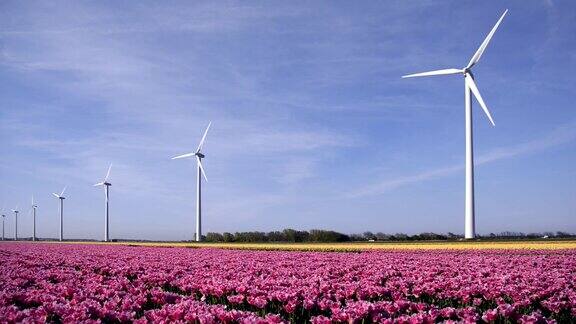 荷兰五颜六色的郁金香田还有风力涡轮机