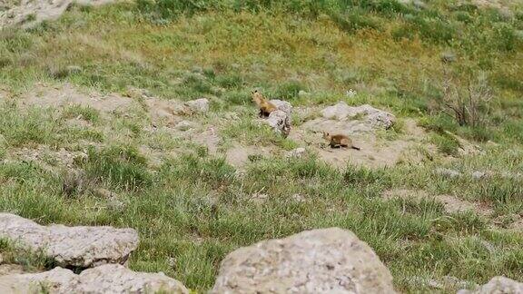 橙色皮毛的野生小狐狸又跳又跑