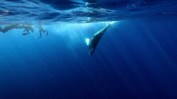 年轻的座头鲸幼崽附近的潜水员在阳光下的海洋